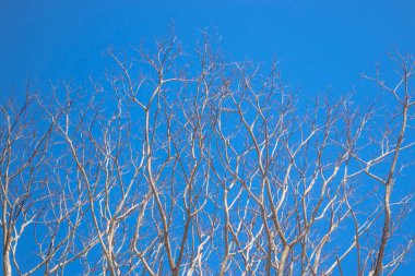 Yazın mavi gökyüzünün altındaki ölü ağaç.