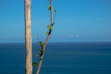 Güneşli bir yaz gününde mavi gökyüzünün altında okyanus ufku ve ağaçlar