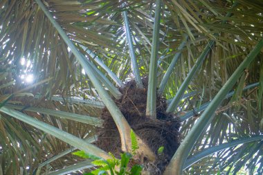 Yeşil bir palmiye ağacının altından bak