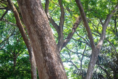 Bu mavi gökyüzünün altında güzel büyük bir ağaç dalı..