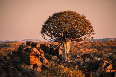 Gün batımında titrek ağaç (Aloe Dichotoma), Keetmanshoop, Namibya. Tanınan bir Namibya simgesi.