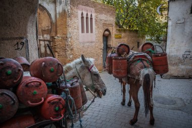 Katırlar Medine 'de gaz şişeleri taşıyor, Fez.