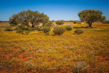 Orta Avustralya 'da çöl çiçekleri, Kuzey Bölgesi, Avustralya