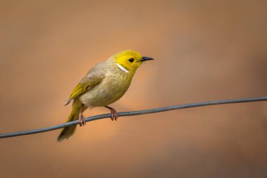 Beyaz tüylü Honeyater (Lichenostomus penisillatus), Orta Avustralya, Kuzey Toprakları, Avustralya