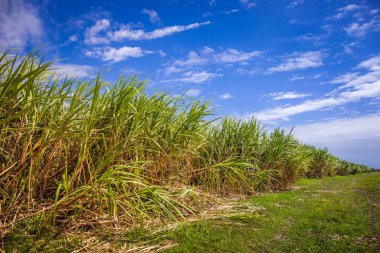 Şeker kamışı tarlası mavi gökyüzüne karşı Queensland, Avustralya