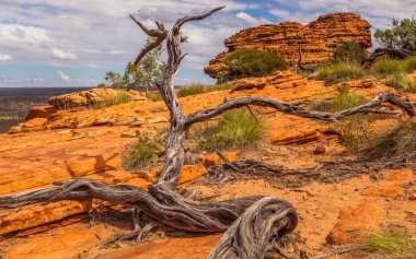 Kings Canyon, Orta Avustralya, Kuzey Toprakları, Avustralya 'da kuru ağaç ve kaya oluşumları