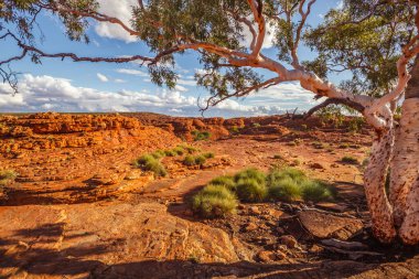 Kings Canyon, Kuzey Toprakları, Avustralya 'da güzel hayalet sakızları ve spinfex otları.