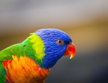 Rainbow Lorikeet (Trichoglossus haematodus), Queensland, Avustralya. Sığ alan derinliği.