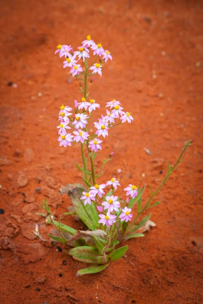 Beautiful desert flowers, Central Australia, Northern Territory, Australia