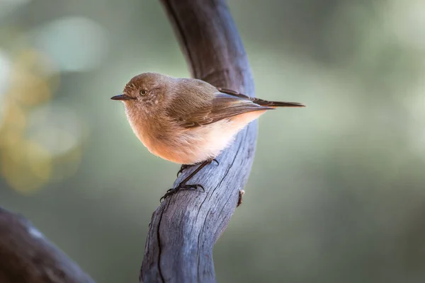 Beautiful Chestnut Rumped Thornbill Acanthiza Uropygialis Central Australia Northern Territory — Stock Photo, Image