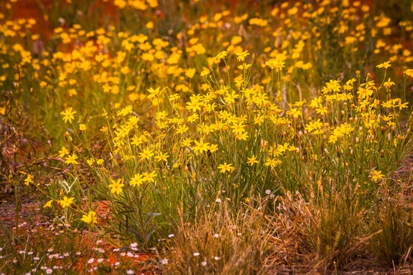 Bunte Wüstenblumen Bei Sonnenuntergang Zentralaustralien Northern Territory Australien — Stockfoto