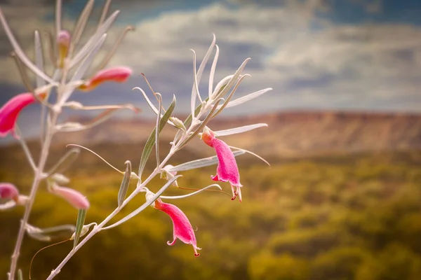Lindas Flores Primavera Contra Macdonnell Ranges Alice Spring Northern Territory — Fotografia de Stock