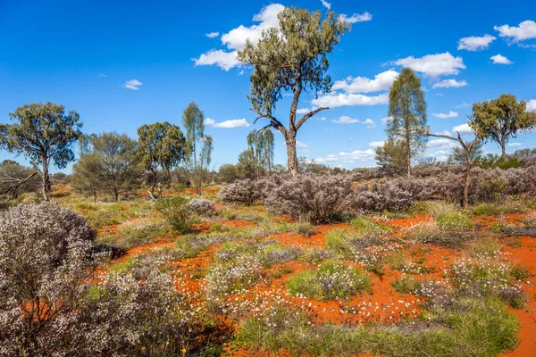 中央オーストラリア ノーザンテリトリー オーストラリアの砂漠で美しい花 — ストック写真