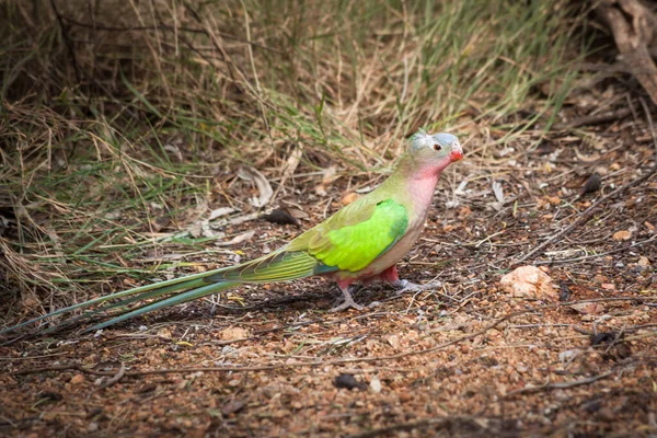 Colorful Princess Parrot Polytelis Alexandrae Central Australia Northern Territory Australia — Stock Photo, Image