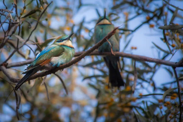 Two Rainbow Bee Eaters Merops Ornatus Central Australia Northern Territory — Stock Photo, Image