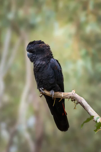 Gyönyörű Vörös Farkú Fekete Kakadu Calyptorhynchus Banksii Közép Ausztrália Északi — Stock Fotó