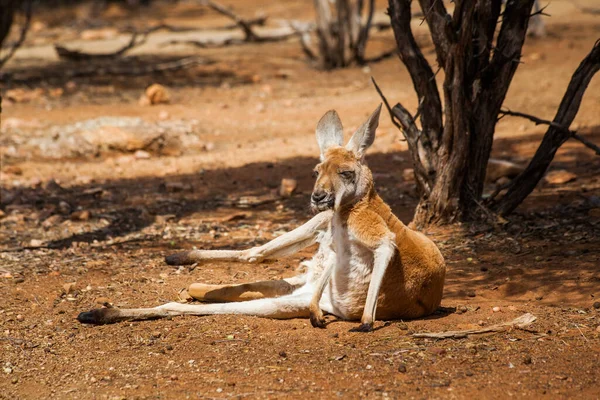 Kangur Spoczywający Pod Drzewem Australia Środkowa Terytorium Północne Australia — Zdjęcie stockowe