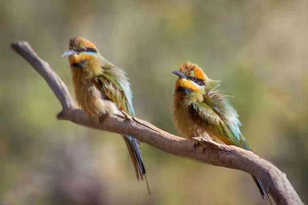 Two Rainbow Bee Eaters Merops Ornatus Central Australia Northern Territory — Stock Photo, Image