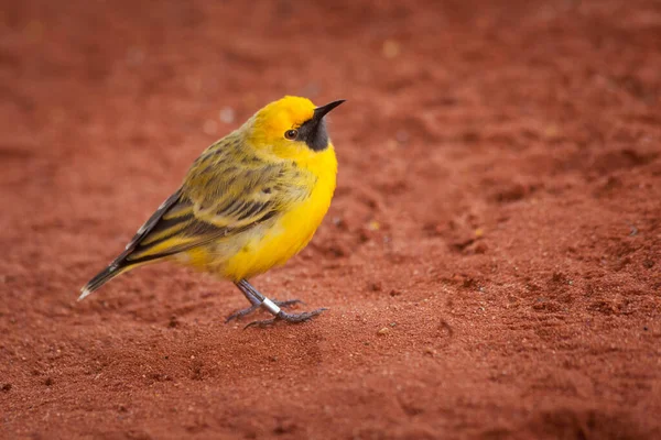 Hermosa Paseriforme Amarilla Endémica Regiones Secas Australia Central Territorio Del —  Fotos de Stock