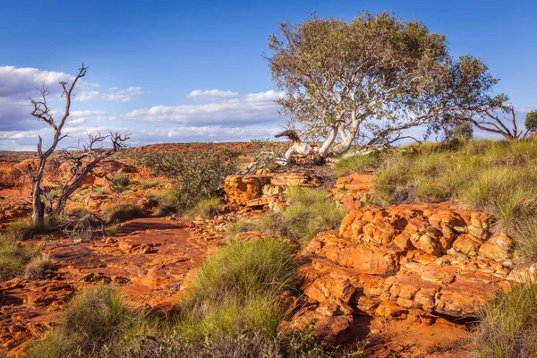 キングスキャニオン セントラルオーストラリア ノーザンテリトリー オーストラリアの美しいゴーストガムの木と岩の形成 — ストック写真