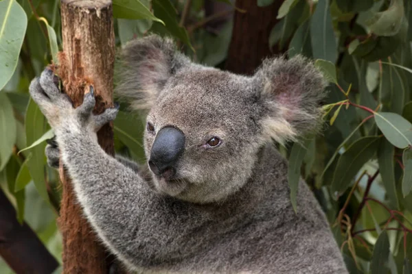 Gros Plan Koala Australien Queensland Australie Profondeur Champ Faible — Photo