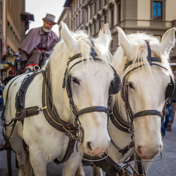 Sakallı Ondokuzuncu Yüzyıl Arabacısı Atları Floransa Cumhuriyet Meydanı Nda — Stok fotoğraf