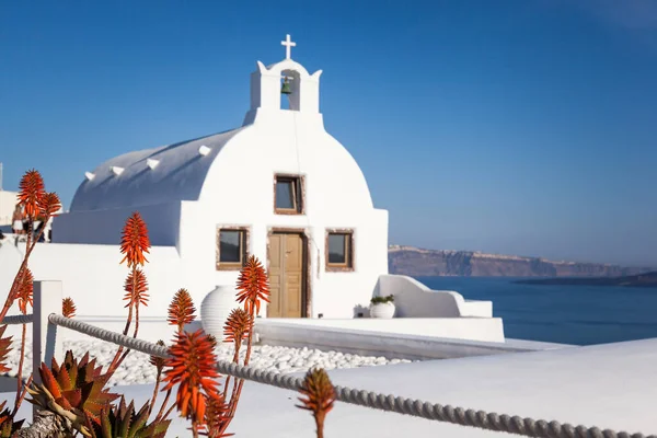 オイア サントリーニ ギリシャの白い正統派教会のバックグラウンドでアロエの赤い簡素な花 フィールドの深さ — ストック写真