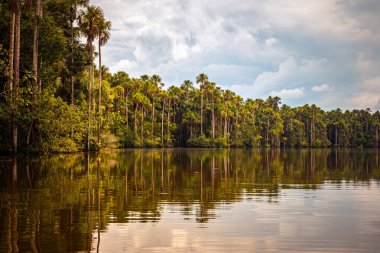 Gölün sakin sularına yansıyan güzel Mauritia palmiye ağaçları ile Sandoval Gölü manzarası, Tambopata Doğal Rezervi, Puerto Maldonado, Peru