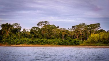 Peruvian Amazon rainforest along the Tambopata River, Tambopata National Reserve, Puerto Maldonado, Peru clipart