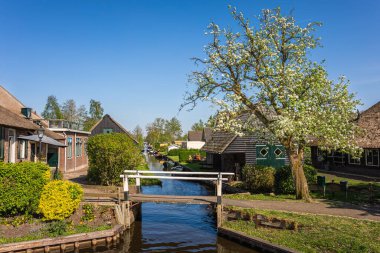 Hollanda, Giethoorn 'da çiçek açan güzel bir ağacı olan huzurlu bir manzara.
