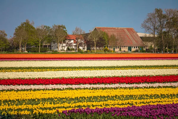 Colorful Fields Tulips Noordoostpolder North Western Polder Netherlands — Stock Photo, Image