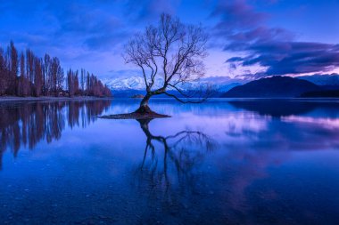 Wanaka Ağacı, Wanaka Gölü 'nde duran yalnız ağaç, güneş doğarken, Güney Adası, Yeni Zelanda