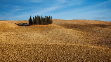 Tuscany, İtalya 'da pullu bir tepenin üstünde selvi ağacı.