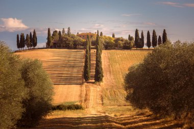 Toskana 'da selvi ağaçları ve hasat tarlaları olan çiftlik evi, Siena, İtalya