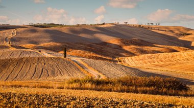 Toskana kırsalındaki Rolling Hill, Montalcino, İtalya