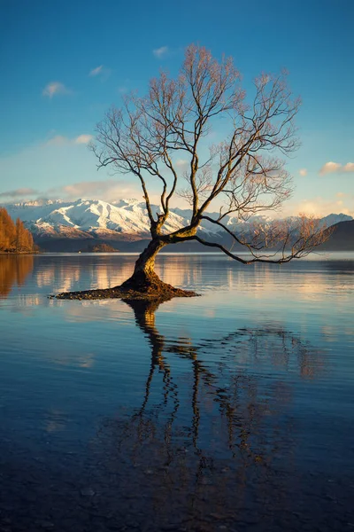 那棵万卡树 孤独的树 屹立在万卡湖畔 日出时分 新西兰南岛 — 图库照片