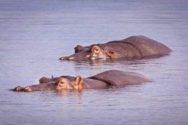 Sabie Nehri 'nde yüzen iki su aygırı, Kruger Ulusal Parkı, Güney Afrika