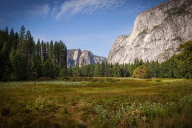 Yosemite Vadisi, Kaliforniya, ABD 'de granit ve Ponderosa çamlarının yeşiliyle çevrili huzurlu bir çayır.