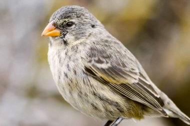Galapagos, Ekvador 'daki Galapagos Adaları' ndaki Darwin 'in Finch' i (Geospizinae)