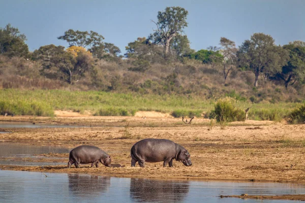Nilpferde Hippopotamus Amphibius Und Ihr Baby Ufer Des Flusses Sabie — Stockfoto