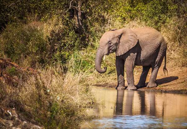 Ein Elefant Der Nähe Eines Pools Kruger Nationa Park Südafrika — Stockfoto