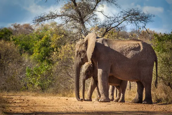 Vitello Elefante Mamma Kruger National Park Sud Africa — Foto Stock