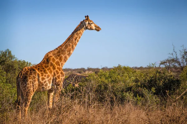 Giraffe Busch Kruger Nationalpark Südafrika — Stockfoto