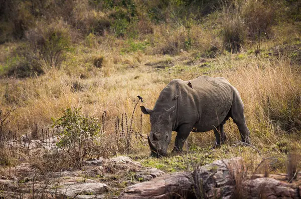 White Rhinoceros Ceratotherium Simum Kruger National Park South Africa — Stok fotoğraf