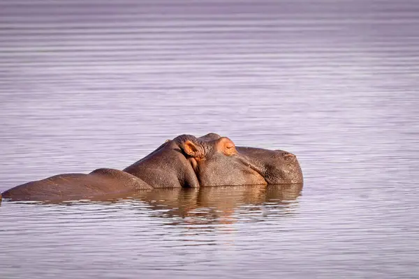 Hipopótamos Nadando Río Sabie Parque Nacional Kruger Sudáfrica —  Fotos de Stock