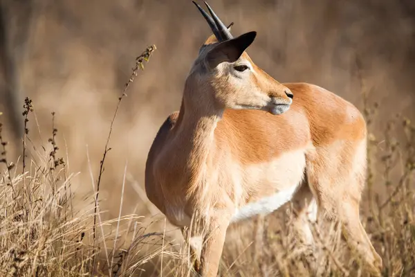 Junge Impala Kruger Nationalpark Südafrika — Stockfoto