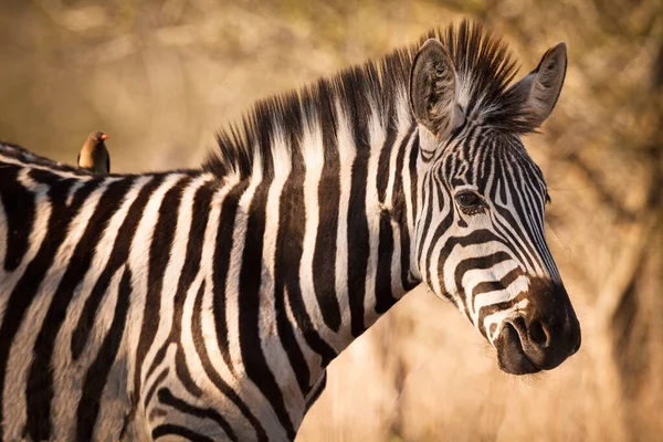 Een Portret Van Zebra Met Symbiont Vogel Kruger National Park — Stockfoto