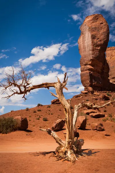 Árvore Frente Formação Rochosa Thumb Monument Valley Navajo Tribal Park — Fotografia de Stock