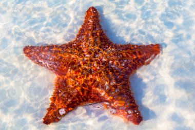 Güzel kızıl deniz yıldızı beyaz kum ve temiz suya karşı, Cayo Guillermo, Küba