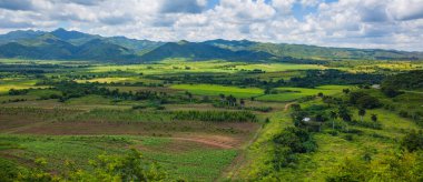 Palmiye ağaçları ve tarlaları, Valley de los Ingenios, Sancti Spiritus, Küba. UNESCO Dünya Mirası Alanı.